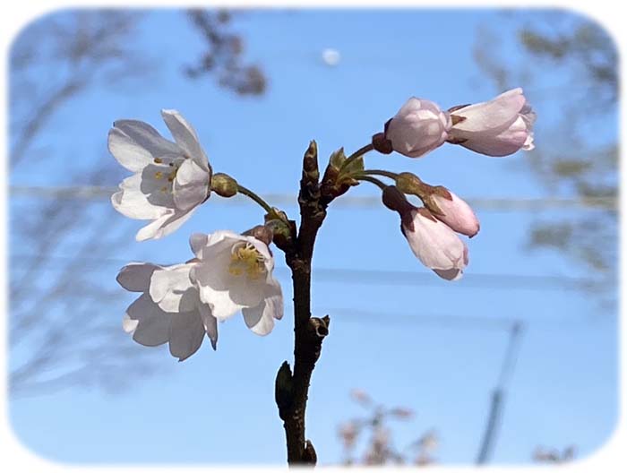 ���ɥҥ���600