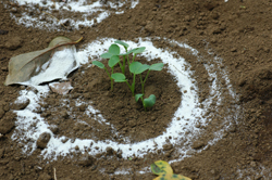 �纬����250