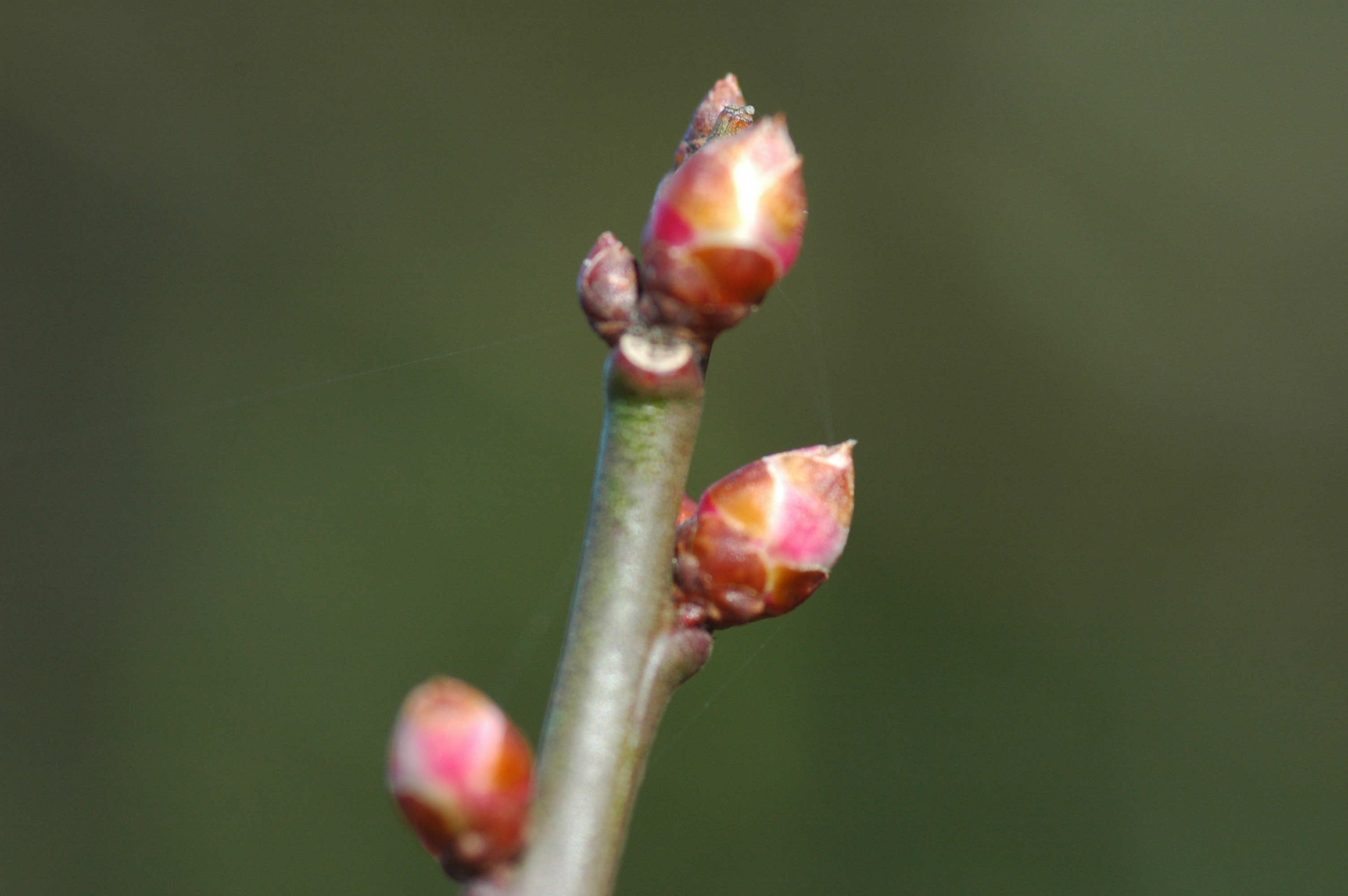 麻生区 はるひ野・若葉台･黒川の生活事典春を待つ黒川の果樹の葉芽