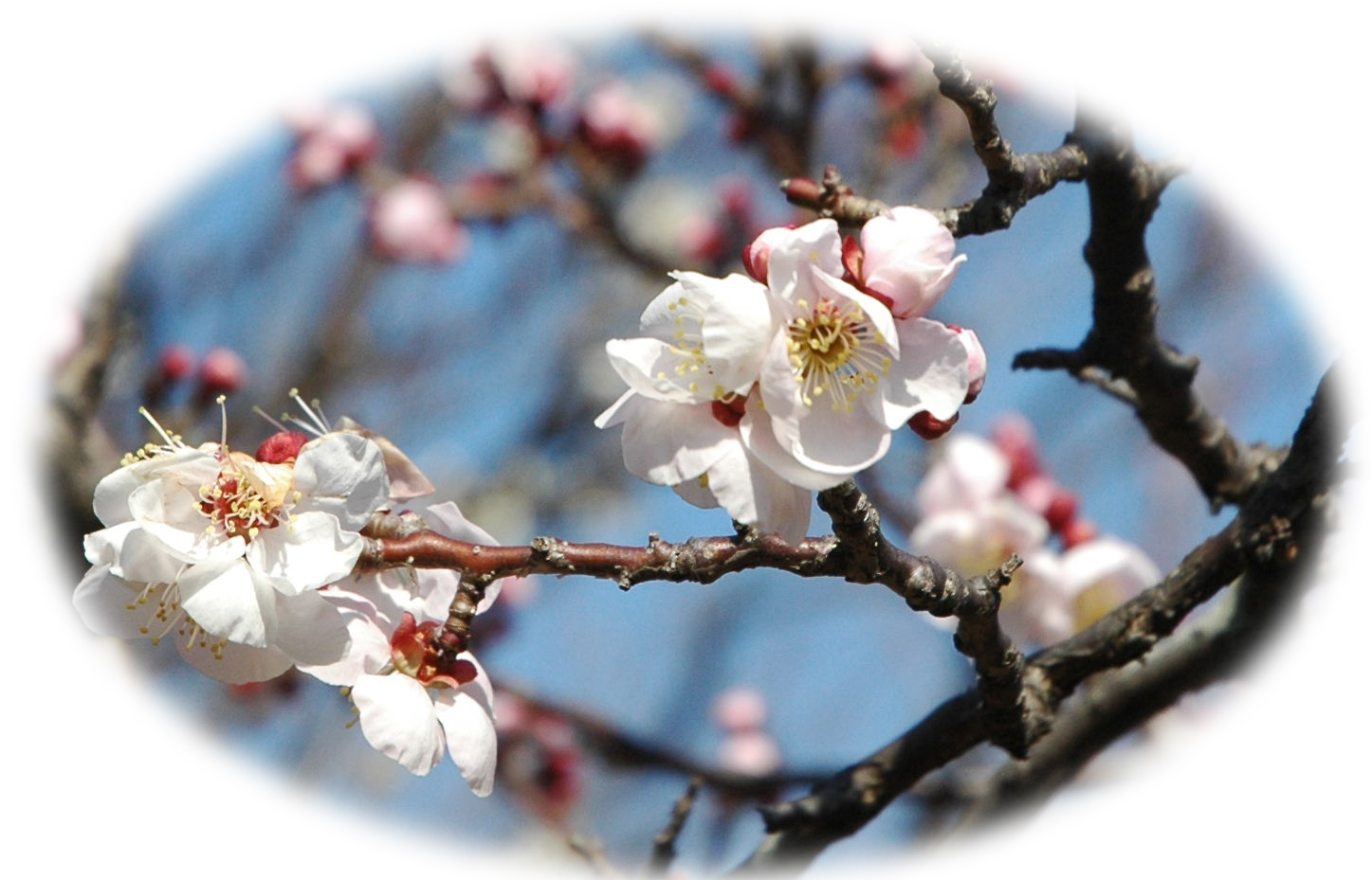 麻生区 はるひ野 若葉台 黒川の生活事典 早春の薬師池と梅の花