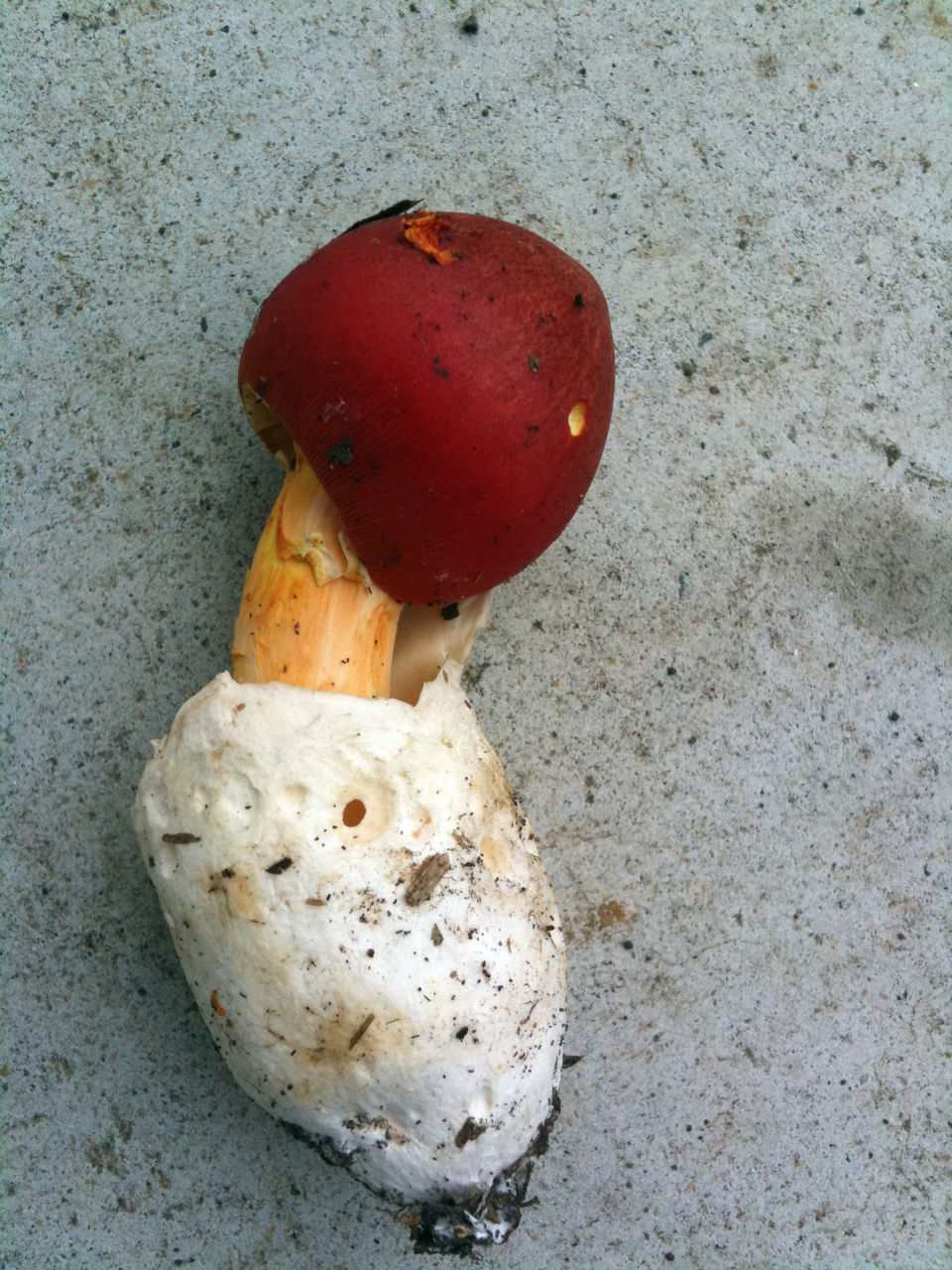 麻生区 はるひ野 若葉台 黒川の生活事典 卵茸 たまごだけ メルヘンチックなキノコ