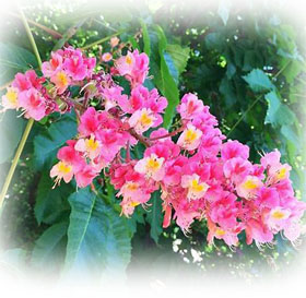 麻生区 はるひ野 若葉台 黒川の生活事典 マロニエの花が咲くはるひ野 麻生区 はるひ野 若葉台 黒川の生活事典 マロニエの花が咲くはるひ野