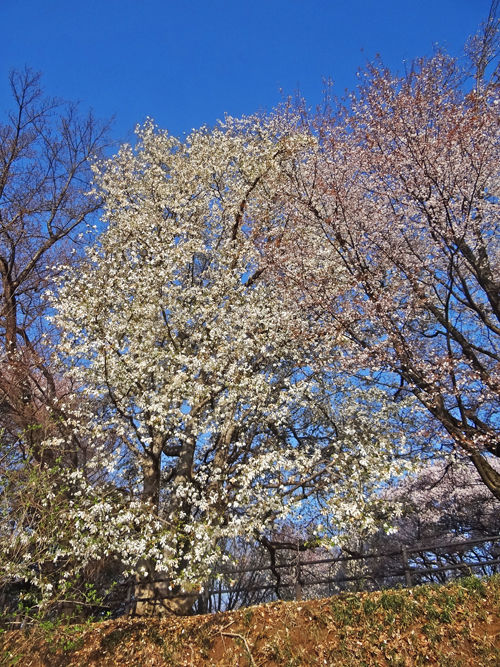 0ヒメコブシと山桜_500