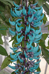 �ҥ���������200