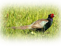 �����Υ��ԡ�