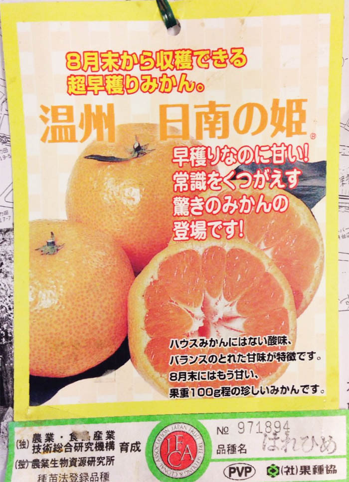日南の姫700