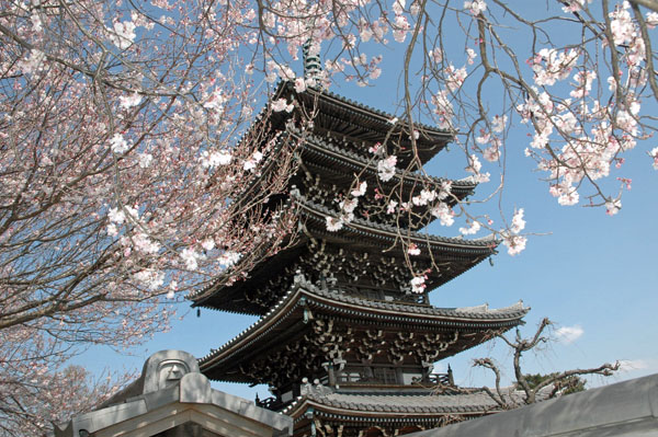 桜の五重塔