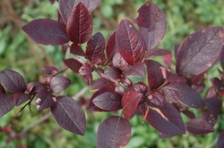 ���դ�����