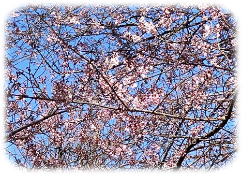 エドヒガン桜500