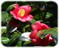 ��֤ĤФ���