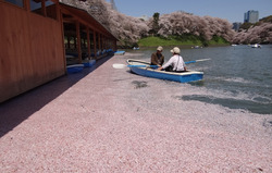 �֤Ӥ�θ���