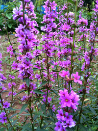 �ߥ��ϥ�210806