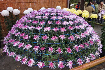 0菊1_350