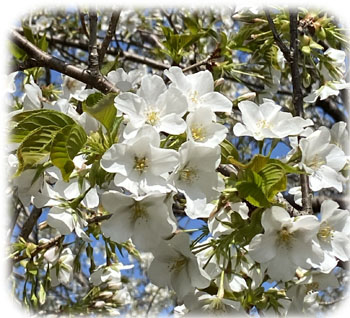 1�������ޥ�����350