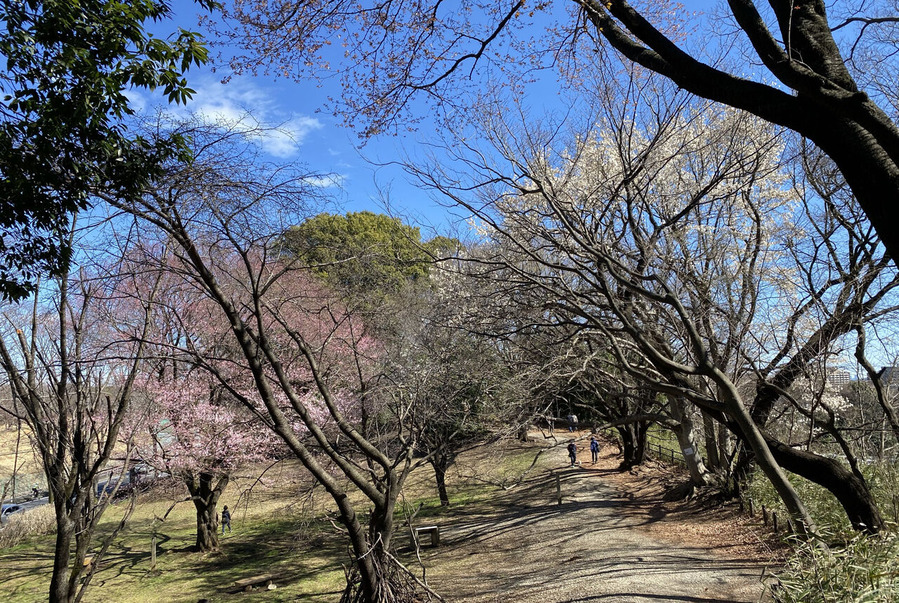 1さくらの広場2048