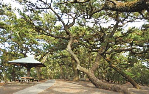 0���ݤξ���2_500