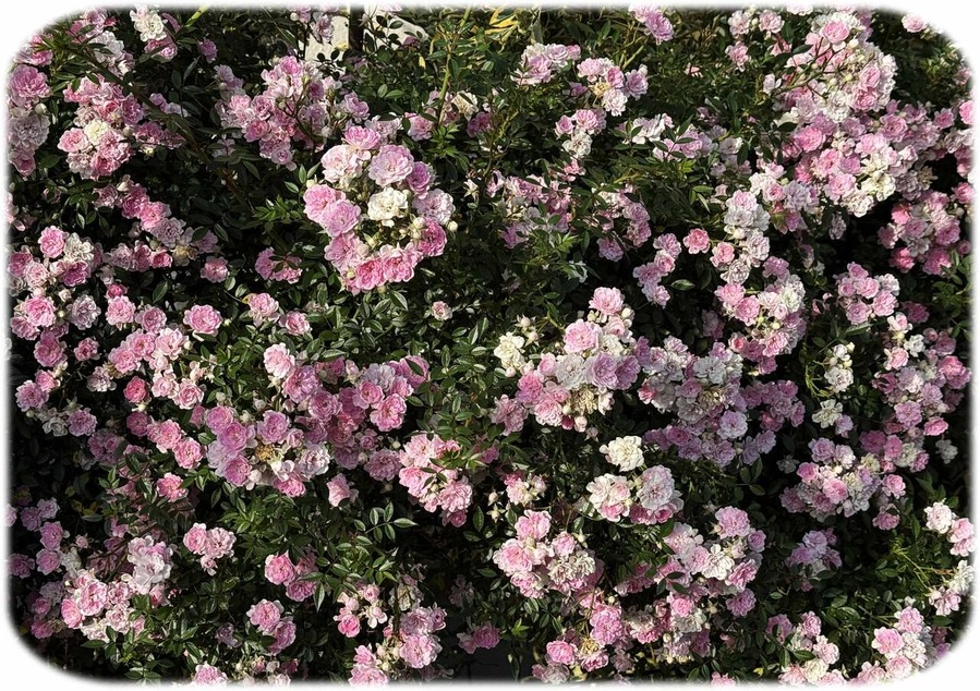 rose52000
