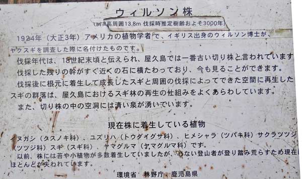0宮之浦10ウイルキンソン株解説600