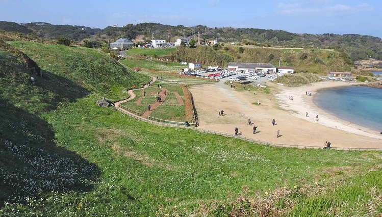 0爪木崎 水仙 全体