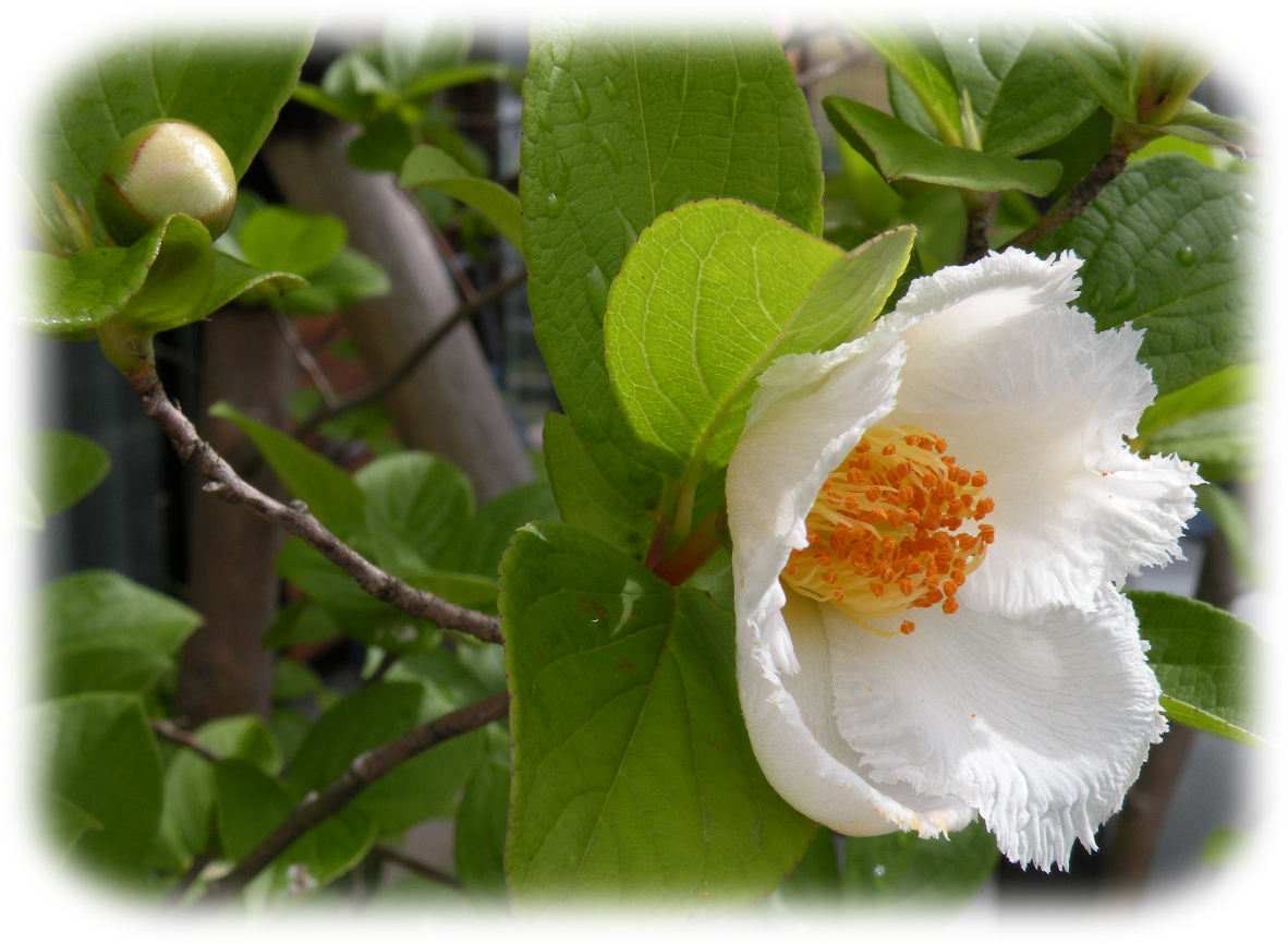 麻生区 はるひ野 若葉台 黒川の生活事典 姫紗羅 ひめしゃら の花 麻生区 はるひ野 若葉台 黒川の生活事典 姫紗羅 ひめしゃら の花