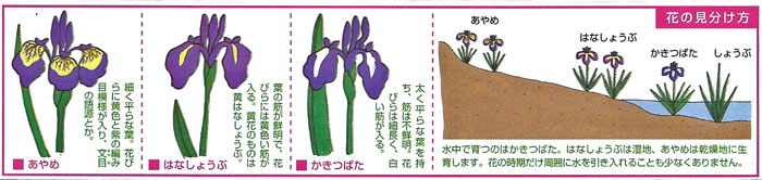 �����θ�ʬ����