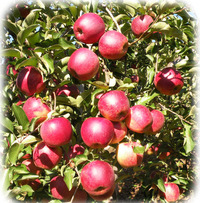 松井農園リンゴ2