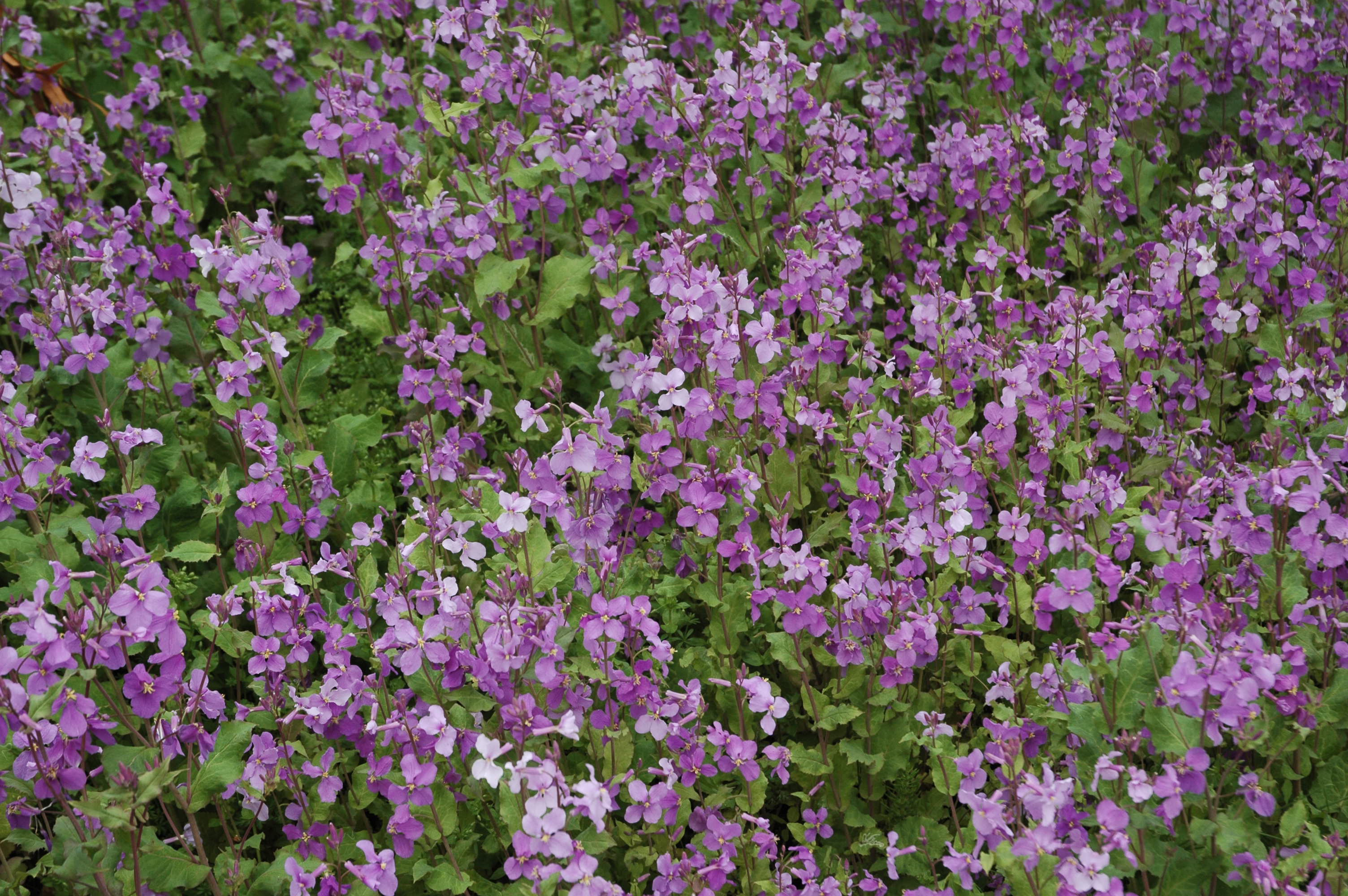 麻生区 はるひ野 若葉台 黒川の生活事典 忙中閑 花大根