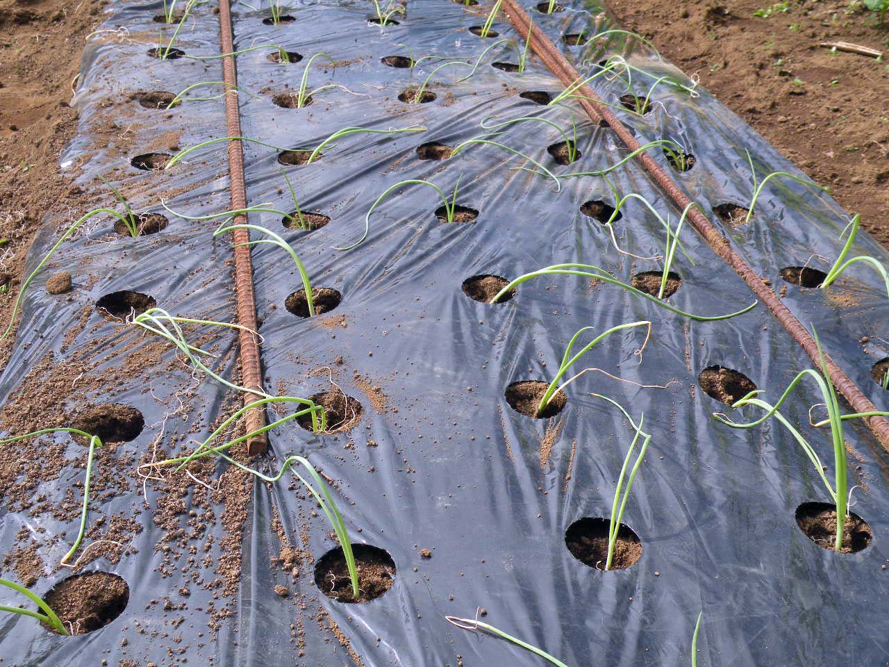 麻生区 はるひ野 若葉台 黒川の生活事典 玉ねぎの定植