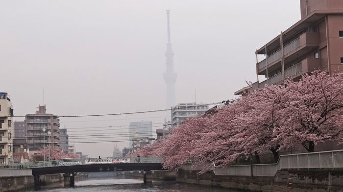 0スカイツリーと桜700