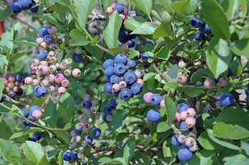 ��ӥåȥ�������