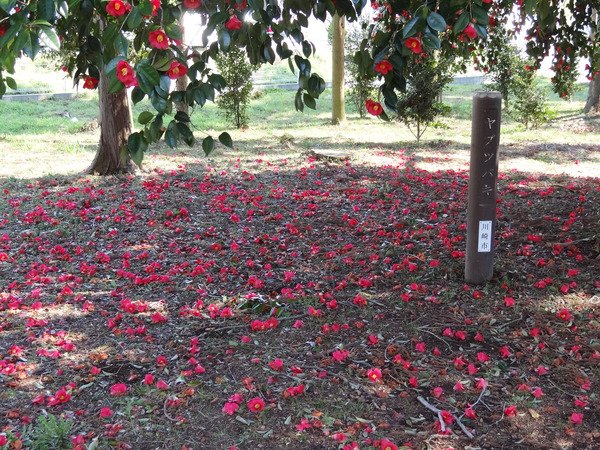 ��֤ĤФ���