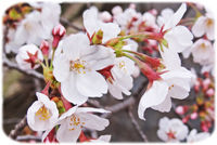 0���ᥤ�襷��200