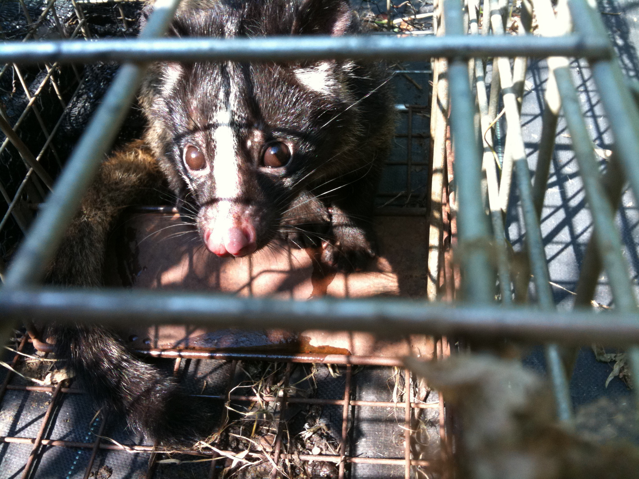 麻生区 はるひ野 若葉台 黒川の生活事典 ハクビシンを捕獲