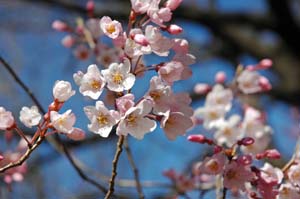 江戸彼岸桜300