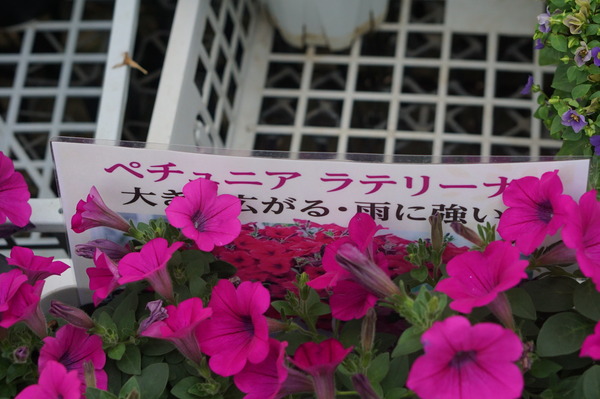 DSC06727