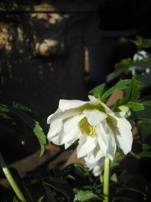 2011_0126_131205-DSCF0003