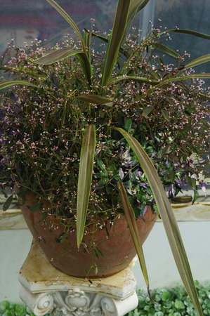 DSC06608 (1)