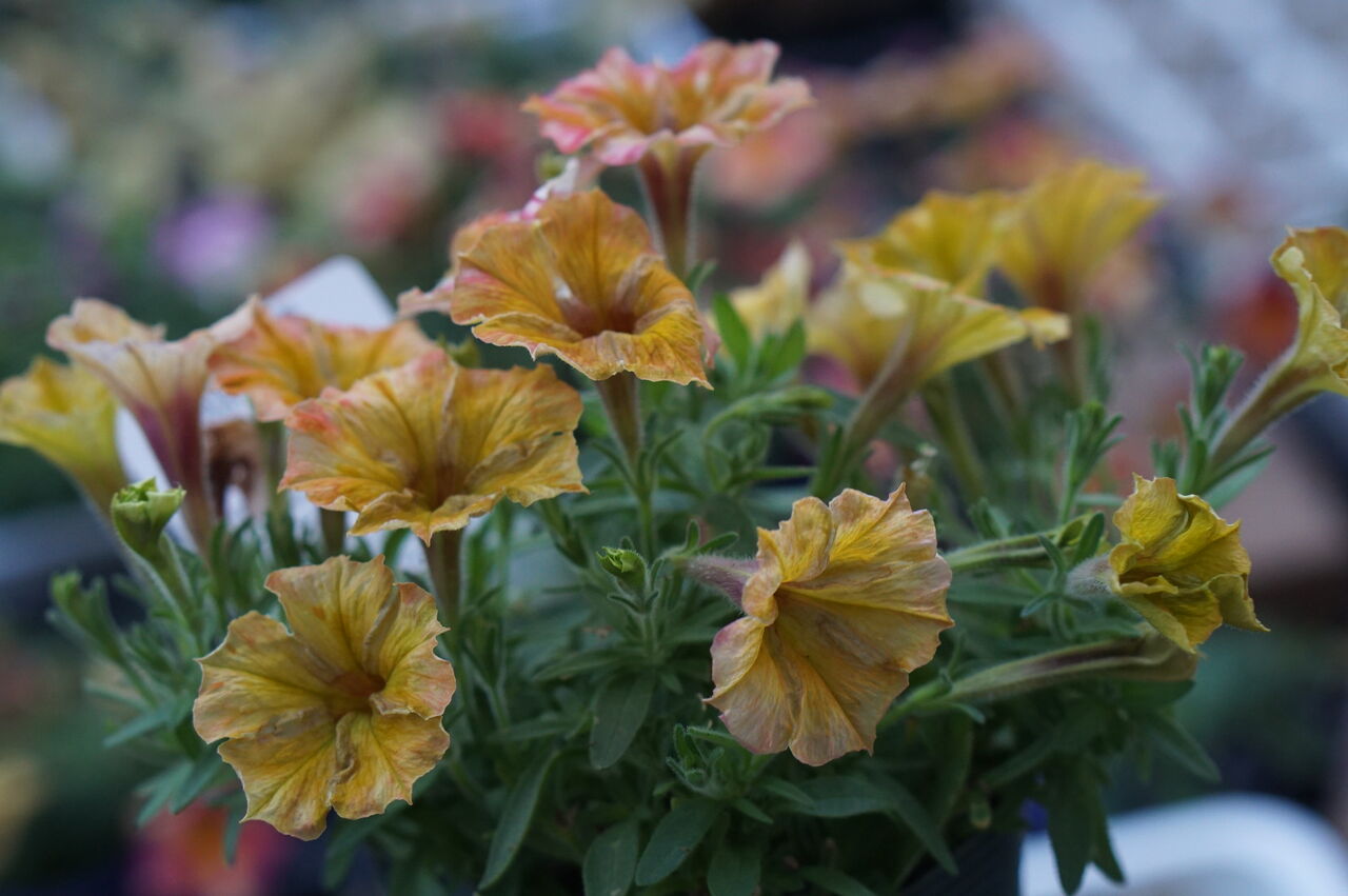 ペチュニア 庭美人が入りました トマト園芸 花ごよみ ペチュニア 庭美人が入りました トマト園芸 花ごよみ