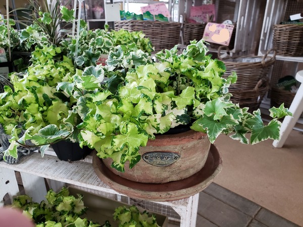 人気のヘデラ ムーンライトがい感じ トマト園芸 花ごよみ