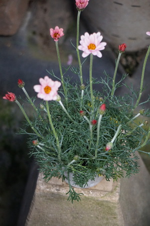 DSC05296