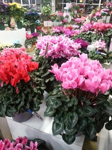 20131128_sikuramenn