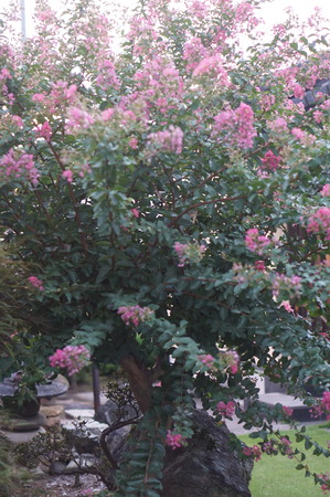 DSC03768