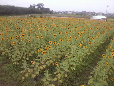 2011_0820_090958-P1000020