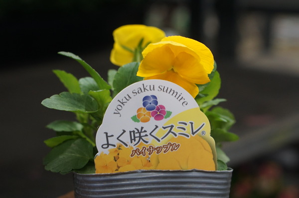DSC04919