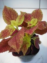 2010_0423_123148-DSCF0019