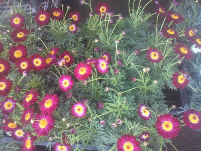 2012トマト園芸