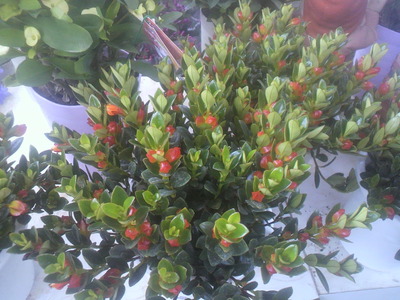 2012_0318_150645-P1000005