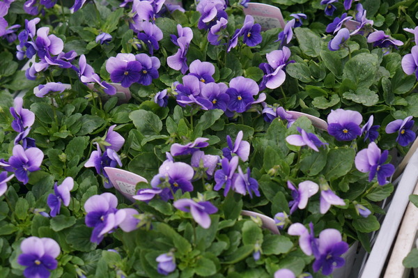 DSC04777