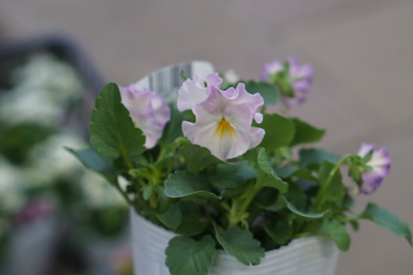 DSC03082