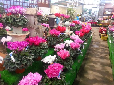 2013sikuramen